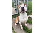 Adopt TEDDY a Staffordshire Bull Terrier