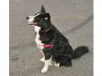 Adopt Rue a Border Collie