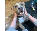 Adopt John a American Staffordshire Terrier, Mixed Breed