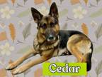 Adopt CEDAR a German Shepherd Dog