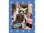 Adopt Ziggy a American Shorthair, Tabby