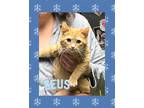 Adopt Zues a Domestic Medium Hair, Tabby