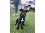 Adopt Ziggy a Labrador Retriever, Husky