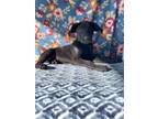 Adopt Murphy a Labrador Retriever