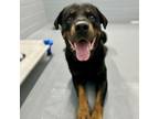 Adopt Maximus a Rottweiler