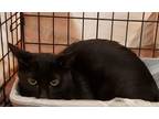 Adopt Fats a Domestic Short Hair