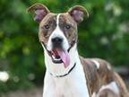 Adopt JOHN a Boxer