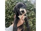 Adopt Wilbur 03-0405 a Labrador Retriever