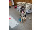 Adopt Alpha a German Shepherd Dog