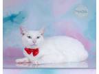 Adopt Frosty a Turkish Angora