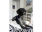 Adopt Scout a German Shorthaired Pointer