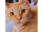 Adopt Auggie a Tabby, Domestic Short Hair