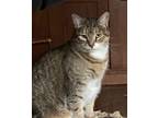 Adopt Murry a Tabby