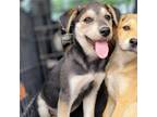 Adopt Oaklee a Labrador Retriever, Golden Retriever