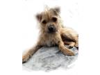 Adopt Baby Cookie with Mohawk! a Norfolk Terrier