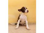 Adopt Mars a English Pointer, American Staffordshire Terrier