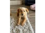 Adopt Keagen a Golden Retriever