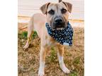 Adopt Ross a Black Mouth Cur