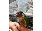 Adopt Bandit a Conure