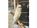 Adopt Baz a Parakeet (Other)