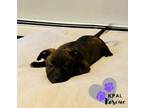 Adopt Hooch - Movie Star Litter a Pit Bull Terrier, German Shepherd Dog