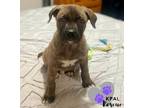Adopt Frank - Movie Star Litter a Pit Bull Terrier, German Shepherd Dog