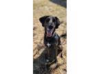 Adopt Crew a Plott Hound