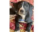 Adopt Kason a Labrador Retriever, Mixed Breed