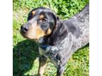 Adopt Hunter a Bluetick Coonhound