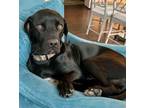 Adopt Duke a Pit Bull Terrier, Basset Hound