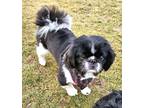 Adopt Spaulding a Pekingese