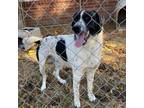 Adopt Apollo a Border Collie, Shepherd