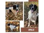 Adopt Apollo a Border Collie, Shepherd