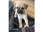 Adopt Pugsley a Pug, Spaniel