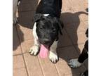 Adopt Ryan a Black Labrador Retriever, Pointer