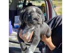 Adopt Raymond a Black Labrador Retriever, Pointer