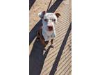 Adopt Hydro a Pit Bull Terrier, Mixed Breed