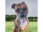 Adopt Kurt a Boxer