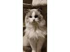 Adopt Smokie a Domestic Long Hair