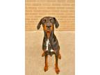 Adopt Pete a Doberman Pinscher