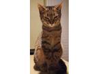 Adopt Luke a Tabby, Domestic Short Hair