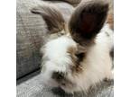 Adopt Trousers a Lionhead