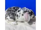 Adopt Appaloosa a Lop Eared