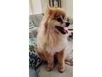 Adopt Poochie a Pomeranian