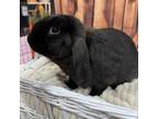 Adopt Rosie a Mini Lop