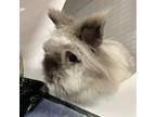 Adopt Haymitch a Lionhead