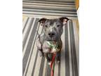 Adopt Simba a American Staffordshire Terrier, Pit Bull Terrier