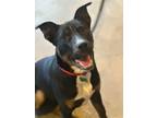 Adopt Fat Daddy a Pit Bull Terrier