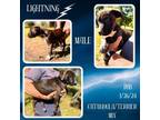 Adopt Lightning a Catahoula Leopard Dog