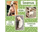 Adopt Seamus a Catahoula Leopard Dog